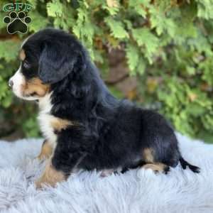 Jax, Bernese Mountain Dog Puppy