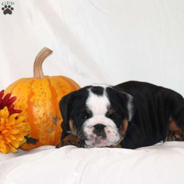 Preston, English Bulldog Puppy