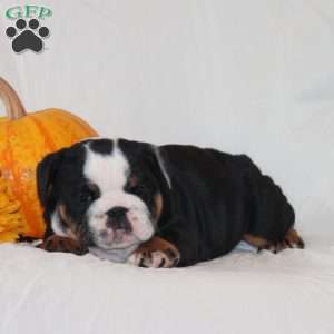 Preston, English Bulldog Puppy