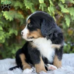 Jax, Bernese Mountain Dog Puppy