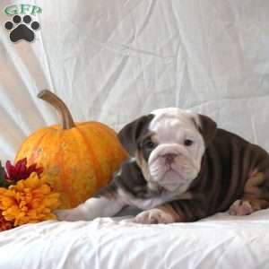Precious, English Bulldog Puppy