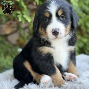 Jax, Bernese Mountain Dog Puppy