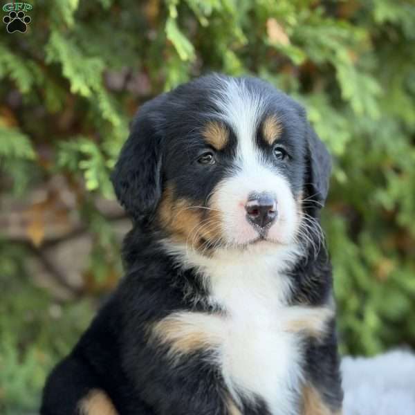 Jax, Bernese Mountain Dog Puppy