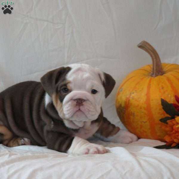Precious, English Bulldog Puppy
