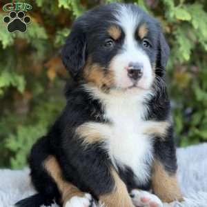Jax, Bernese Mountain Dog Puppy