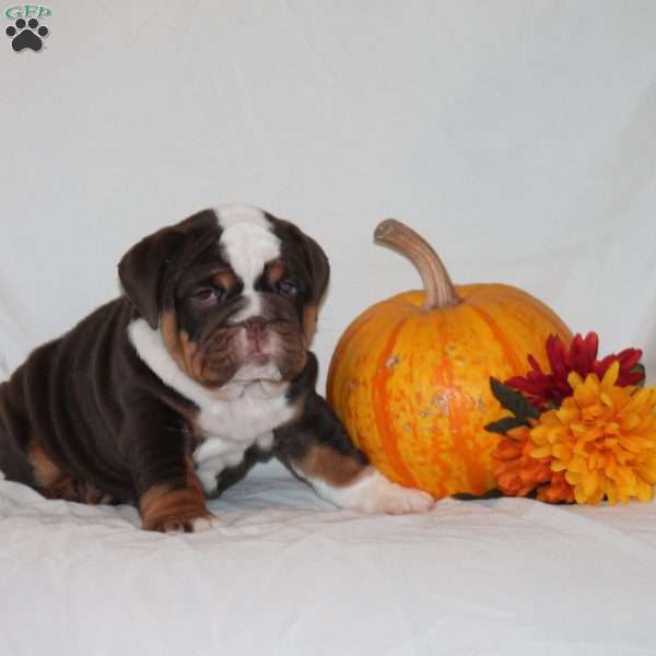 Polly, English Bulldog Puppy