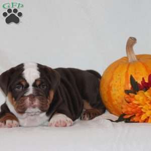 Polly, English Bulldog Puppy
