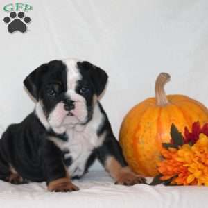 Pearl, English Bulldog Puppy
