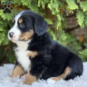 Jax, Bernese Mountain Dog Puppy