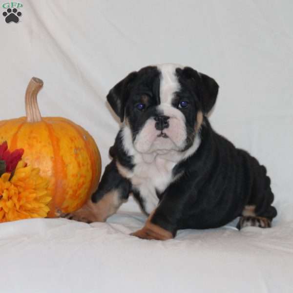 Pearl, English Bulldog Puppy