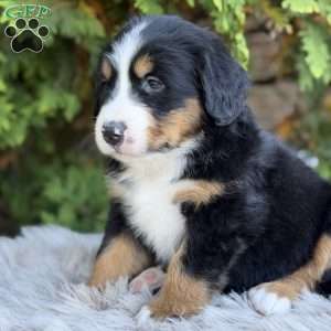 Jax, Bernese Mountain Dog Puppy