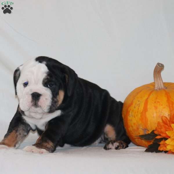Peggy, English Bulldog Puppy