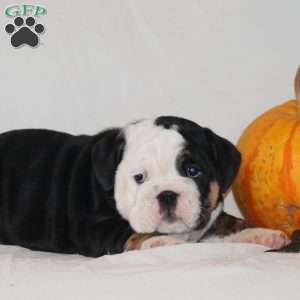 Peggy, English Bulldog Puppy