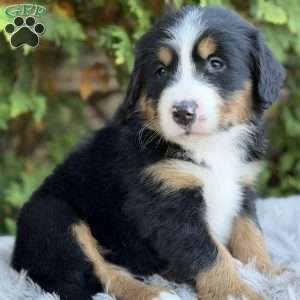 Jax, Bernese Mountain Dog Puppy