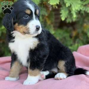 Sadie, Bernese Mountain Dog Puppy