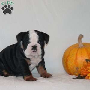Princess, English Bulldog Puppy