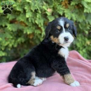 Sadie, Bernese Mountain Dog Puppy