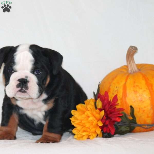 Princess, English Bulldog Puppy