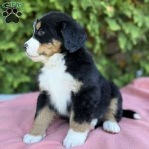 Sadie, Bernese Mountain Dog Puppy