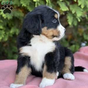 Sadie, Bernese Mountain Dog Puppy