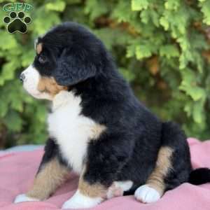 Sadie, Bernese Mountain Dog Puppy