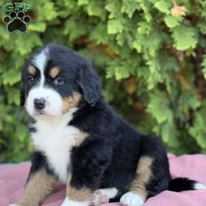 Sadie, Bernese Mountain Dog Puppy