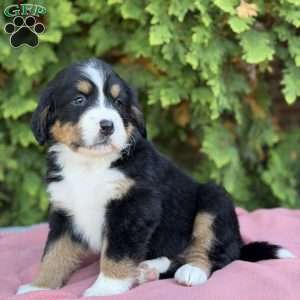 Sadie, Bernese Mountain Dog Puppy
