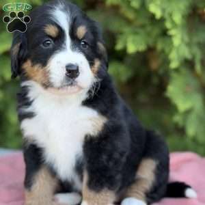 Sadie, Bernese Mountain Dog Puppy