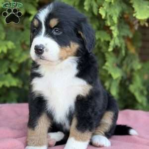 Sadie, Bernese Mountain Dog Puppy