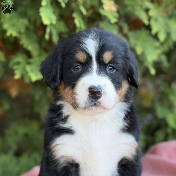 Sadie, Bernese Mountain Dog Puppy