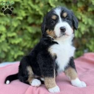 Sadie, Bernese Mountain Dog Puppy