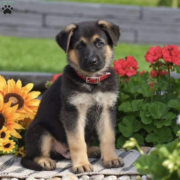 Cedar, German Shepherd Puppy