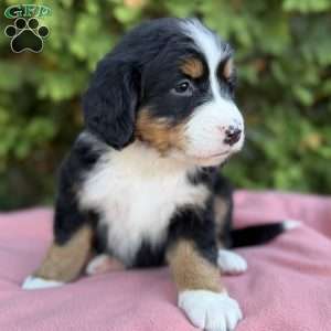Sophie, Bernese Mountain Dog Puppy