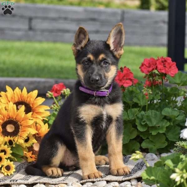 Honey, German Shepherd Puppy