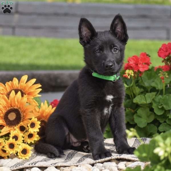 Smokey, German Shepherd Puppy