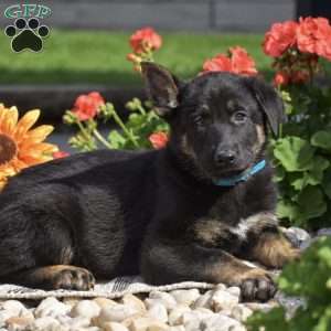 Forrest, German Shepherd Puppy