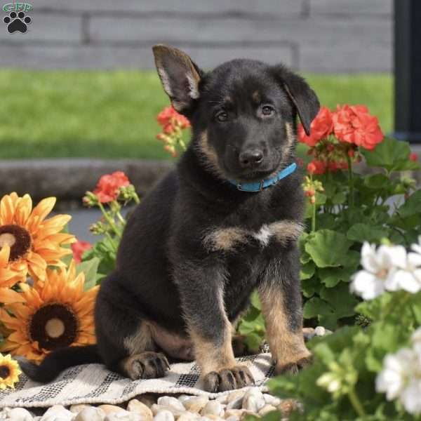 Forrest, German Shepherd Puppy