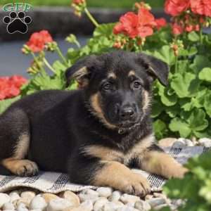 Pecan, German Shepherd Puppy
