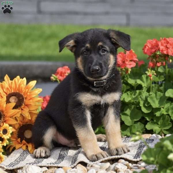 Pecan, German Shepherd Puppy