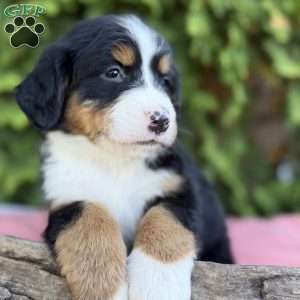 Sophie, Bernese Mountain Dog Puppy