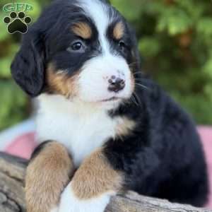 Bella, Bernese Mountain Dog Puppy