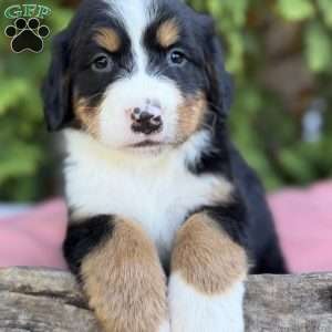 Sophie, Bernese Mountain Dog Puppy