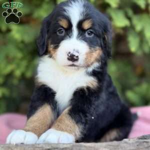 Bella, Bernese Mountain Dog Puppy