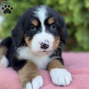 Bella, Bernese Mountain Dog Puppy