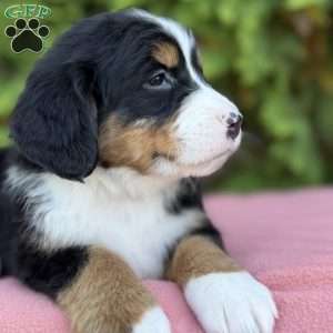 Sophie, Bernese Mountain Dog Puppy