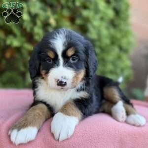 Sophie, Bernese Mountain Dog Puppy