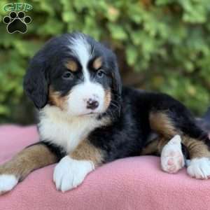 Sophie, Bernese Mountain Dog Puppy