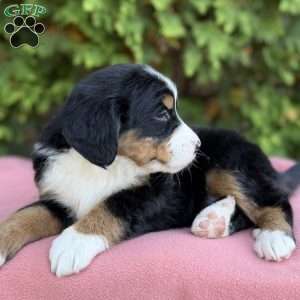 Sophie, Bernese Mountain Dog Puppy