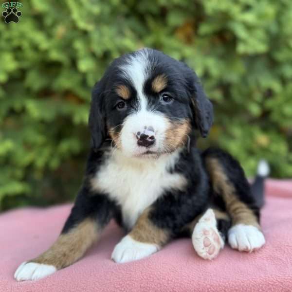 Sophie, Bernese Mountain Dog Puppy