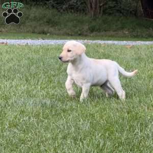 Drake, Yellow Labrador Retriever Puppy